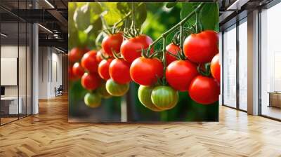 A new crop of ripe tomatoes displayed on tomato plants, offering a vibrant and appealing sight with ample copy space image. Wall mural