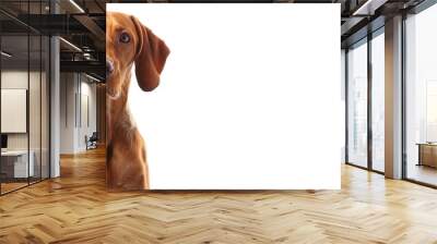 Charming red dog seated against a white backdrop with copy space image. Wall mural