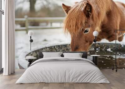 chestnut pony in winter drinking out of large water trough or water bucket in outdoor paddock in cold temperatures winter equine care winter horse care looking after animals equines horses in cold Wall mural