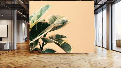 Close up of Ficus elastica 'Tineke' variegated rubber plant in a terracotta pot isolated on a natural white fabric background, copyspace. Trendy, stylish and minimalist lifestyle concept. Wall mural