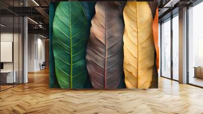 Closeup of jackfruit tree leaves in various colors representing different ages A line of colorful dry leaves during the autumn season highlights the concept of environmental change Top view flatlay c Wall mural