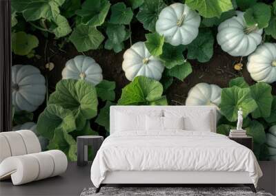 High angle white Pumpkins  plants. with copy space image. Place for adding text or design Wall mural