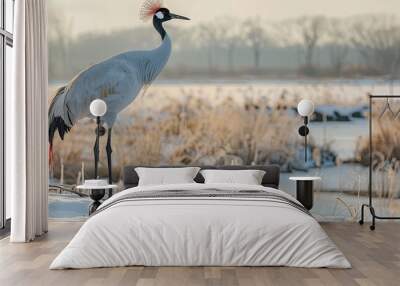 Winter bird watching red crowned crane. with copy space image. Place for adding text or design Wall mural