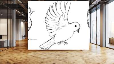 Robin birds illustration set. Birds black and white vector drawings group. Animals nature wildlife theme. Minimal sketchy simple style.  Wall mural