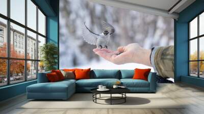 Wild birds eating from hand in winter forest Wall mural