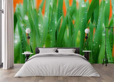 Drops of water on the grass in the springtime Wall mural