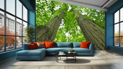 two tree trunks Wall mural