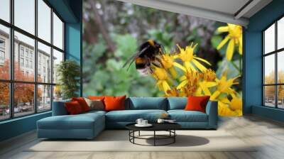 Buff-tailed bumblebee (Bombus terrestris) foraging on wood ragwort (Senecio ovatus) flowers.  Wall mural