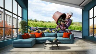 handsome young man winemaker in his vineyard during wine harvest emptying a grape bucket in tractor trailer Wall mural