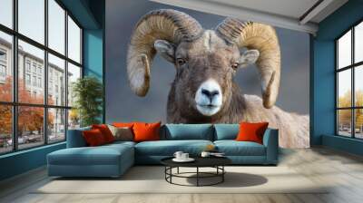 Bighorn Sheep in Gardiner Montana Wall mural