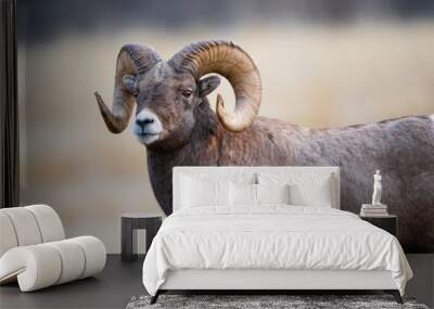 Bighorn Sheep in Montana Wall mural