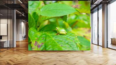 Japanese tree frog - Hyla japonica - is on the leaf in Yamaguchi city, JAPAN. Wall mural