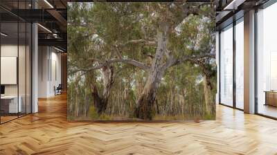 A stand of giant River Red Gum trees (Eucalyptus camaldulensis) providing abundant habitat for wildlife in Reedy Lake Wildlife Reserve near Nagambie, Australia  Wall mural