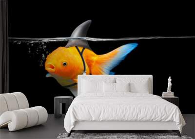 Goldfish with shark fin swim in black water, Gold fish with shark flip . Mixed media Wall mural