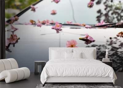 Pink trumpet tree flower falling on a car windshield Wall mural