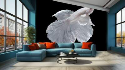 White Halfmoon Betta fish Wall mural