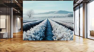 tea plants covered with a thin layer of frost during a chilly winter day, with a clear blue sky and distant hills  Wall mural