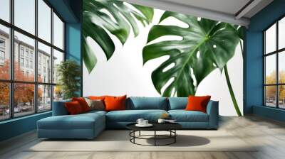 isolated plant banner green white monstera copy tropical pattern leaves floral space copyspace treebranch foliage Wall mural