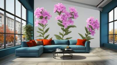 three dimensional cut out creeper set olated paniculata transparent plant phlox render 3d vine collection Wall mural