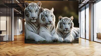 tigers Two white beast large rare fur hunt extinct predator creature fierce stripes panthera face beautiful animal srobed wild felino stare exotic wildlife dangerous forest eye Wall mural