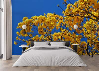 Golden trumpet tree or Yellow ipe tree (Handroanthus chrysotrichus), Rio de Janeiro, Brazil Wall mural