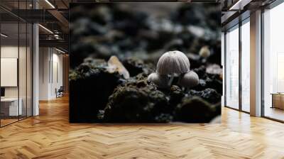 mushroom 2 Wall mural