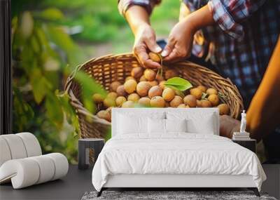 A farmer is putting longan in a basket in the garden Wall mural