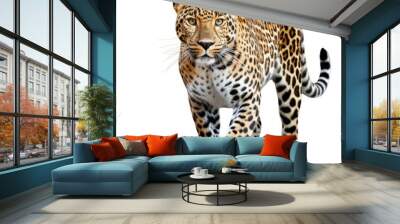 A Leopard full shape realistic photo on white background Wall mural