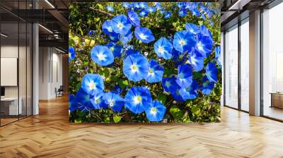 blue flowers of morning glory Wall mural