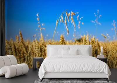 Wheat field against a blue sky Wall mural