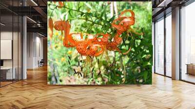  Orange Tiger Lily blooming on the green garden background.  Lilium lancifolium. Wall mural