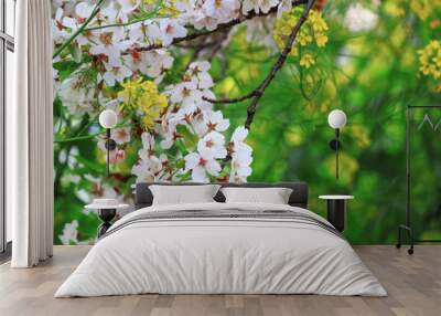 Cherry blossoms blooming in spring in Japan Wall mural