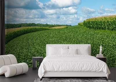 Soybean and Corn Crops Wall mural