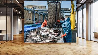 Unloading Fish:  Fresh caught halibut drop from the bottom of a transport basket after being hoisted by crane from a fishing boat at a dock in Alaska. Wall mural