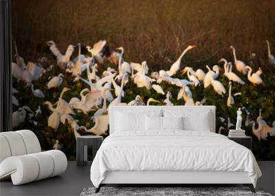 A flock of water birds at brazilian pantanal  Wildlife scenic. Wall mural