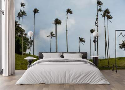 Palm tree from Colombia Wall mural