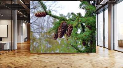 green needles and brown cones at the top of cones spruce (picea abies) Wall mural