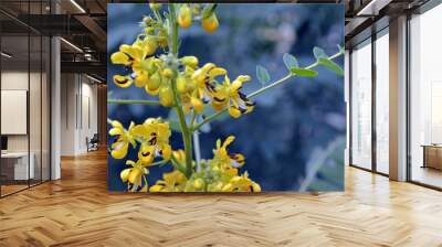 Yellow black flowers of the senna marilandica also called Maryland senna Wall mural