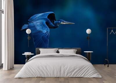  A blue bird flies in the air, wings spread wide, head turned slightly to the side Wall mural