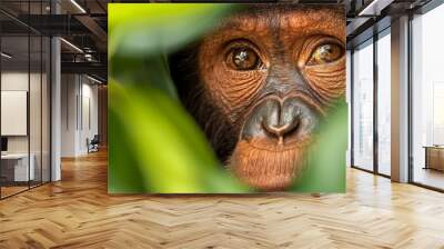  A monkey's face, eyes wide, peaks from behind a green leafy branch in a close-up Wall mural