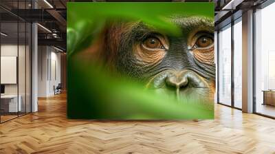  A monkey's face, tightly framed by leaves, peers out from the jungle tree Wall mural