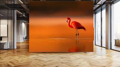  A pink flamingo wades in a body of water, legs submerged; its mirror image reflects in the surface Wall mural