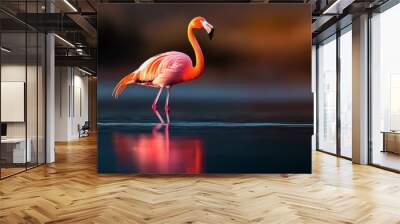  A pink flamingo wades in a body of water, with its head and legs submerged Wall mural