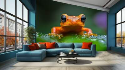  A tight shot of a frog on a leaf, water droplets adorning its face, backdrop softly blurred Wall mural