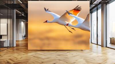  Two white birds soar above a dry grass field Brown tall grass populates the foreground A light brown sky stretches out in the background Wall mural