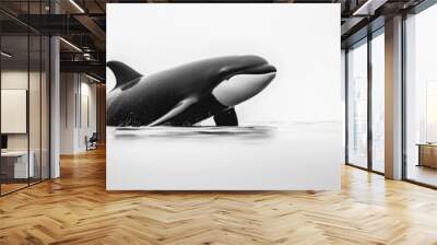 Orca in water, head emerging Wall mural