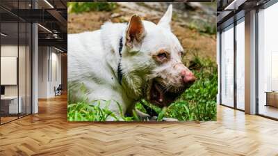 Dog With Rock In Mouth, York County, Pennsylvania, USA Wall mural