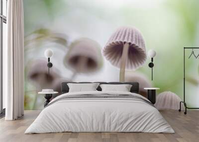  mushroom in the forest with blurred background Wall mural