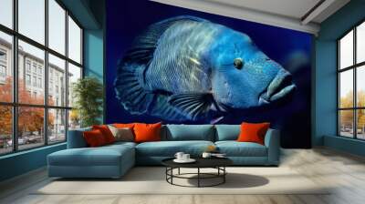 Humphead Wrasse Cheilinus Undulatus Fish Wall mural