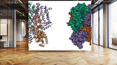 Structure of human HCN1 channel in a hyperpolarized conformation, 3D cartoon and Gaussian surface models, white background Wall mural